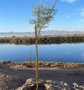 Sempra Infraestructura participará en la forestación del Parque Laguna México en Mexicali con una inversión contemplada de más de seis millones de pesos