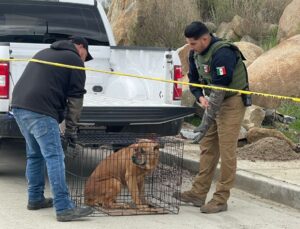 Fiscalía Regional de Tecate ejecuta cateo y rescata a canino víctima de maltrato animal