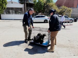 FGE rescata a cuatro caninos víctimas de maltrato animal en Tecate