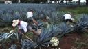 Aurelio López Rocha asume presidencia del Consejo Regulador del Tequila