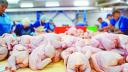 Freno de exportaciones por gripe aviar podría bajar la inflación de los alimentos en Brasil