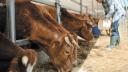 EU suspende importación de ganado vivo mexicano por gusano barrenador