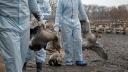 Gripe aviar: Brasil suspende la exportación de pollo a Argentina, China y la UE