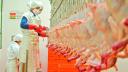 Brasil ya no puede exportar aves de corral ni carne a la UE por la gripe aviar