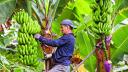 Gobierno de Panamá decreta "emergencia" en provincia tras despidos en filial bananera de EU