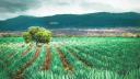 Cámara tequilera y Colombia acuerdan facilitar exportación de productos con denominación de origen