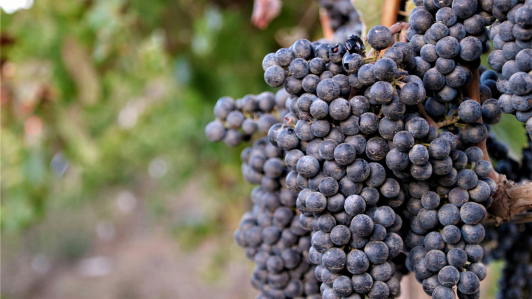 El vino mexicano se defiende: sin subsidios y con vino de autor, conquista paladares