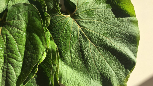 ¿La hoja santa es tóxica? Lo que debes saber antes de usarla en la cocina