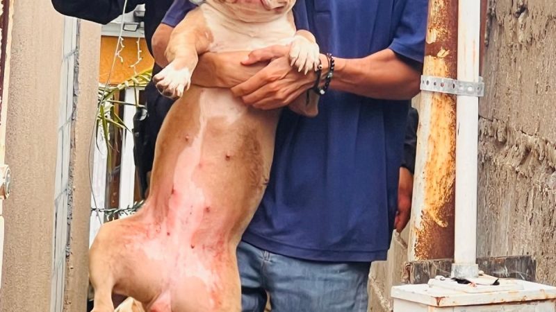 FGE rescata a 8 caninos víctimas de maltrato animal en la Colonia Obrera