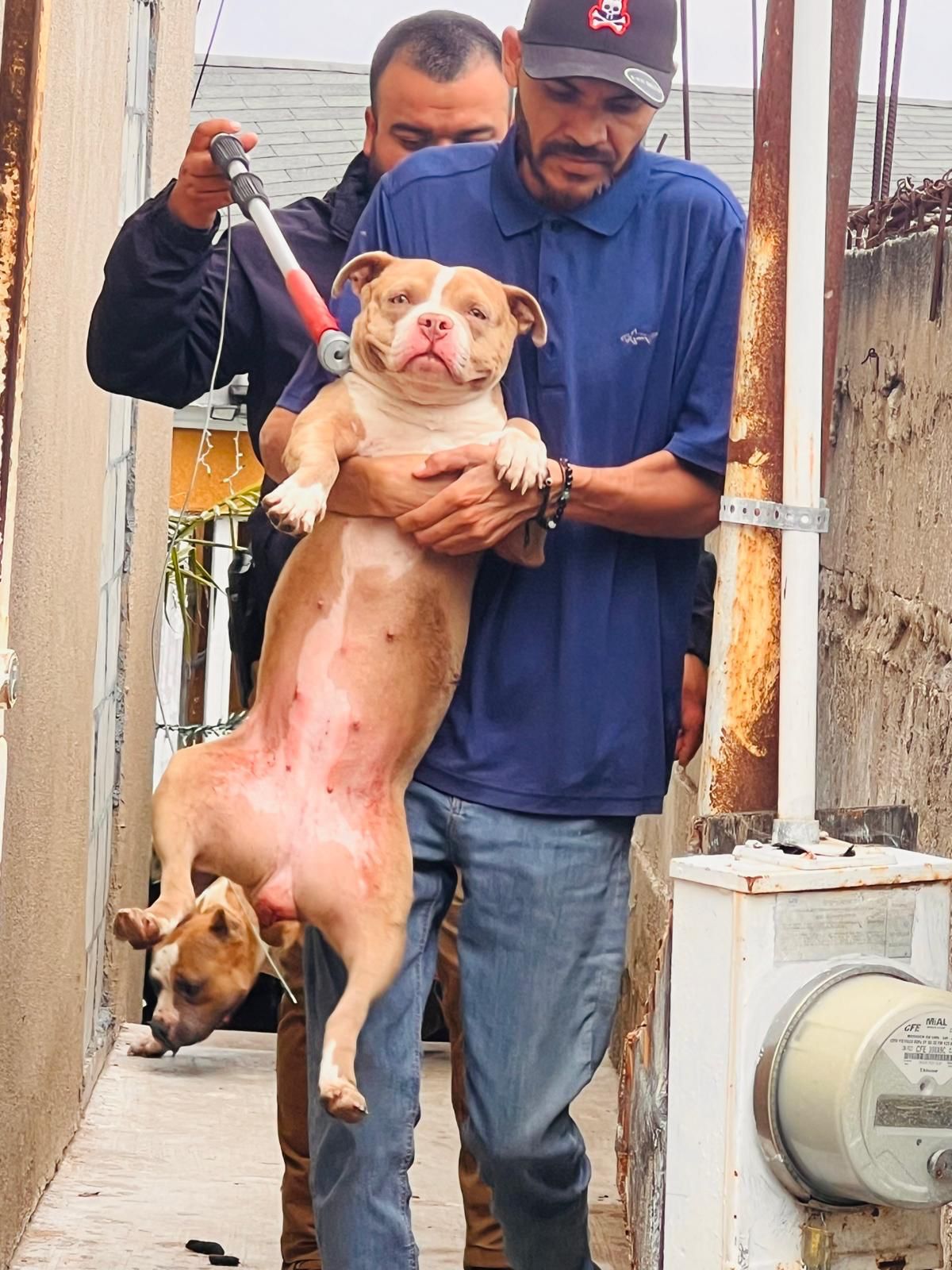 FGE rescata a 8 caninos víctimas de maltrato animal en la Colonia Obrera