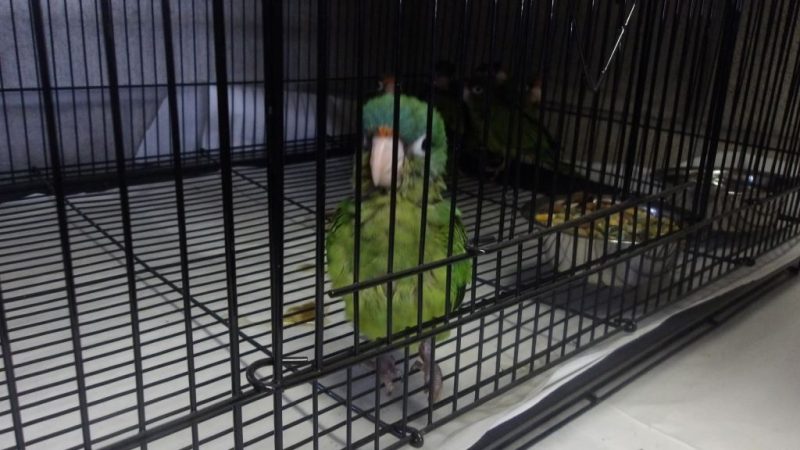 Agentes de CBP en los puertos de entrada de San Diego incautan 28 loros y 3 gallinas, frustrando dos presuntos intentos de contrabando de fauna silvestre
