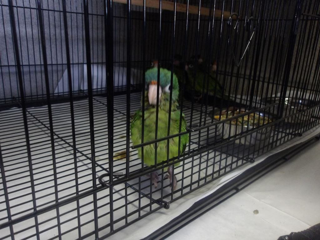 Agentes de CBP en los puertos de entrada de San Diego incautan 28 loros y 3 gallinas, frustrando dos presuntos intentos de contrabando de fauna silvestre