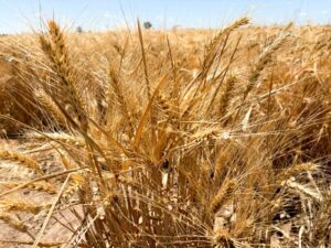 Refuerza gobierno del estado coordinación con agricultores del Valle de Mexicali
