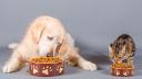 Farmacias del Ahorro lanza línea especializada para mascotas con orientación veterinaria gratuita