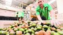 China quiere cerdos más delgados para reducir el uso de grano en la ganadería