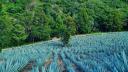 Consejo Regulador del Tequila contribuye con producción de plantas para reforestación