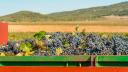 Diseñan uso de suelo agroturístico para viñedos en Querétaro