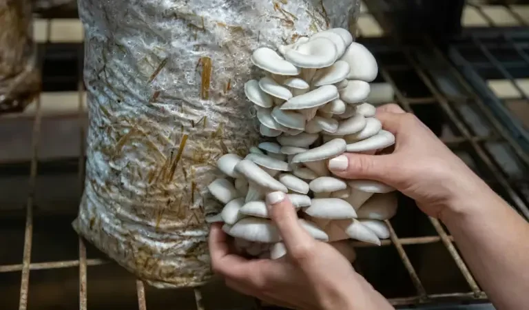 Comer setas puede salvar el planeta: por qué la micología es clave para una alimentación sostenible