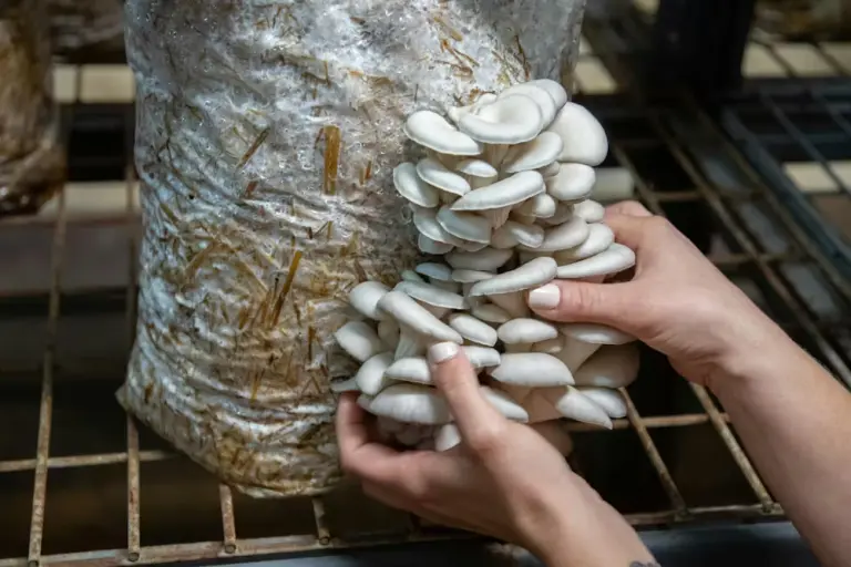 Comer setas puede salvar el planeta: por qué la micología es clave para una alimentación sostenible
