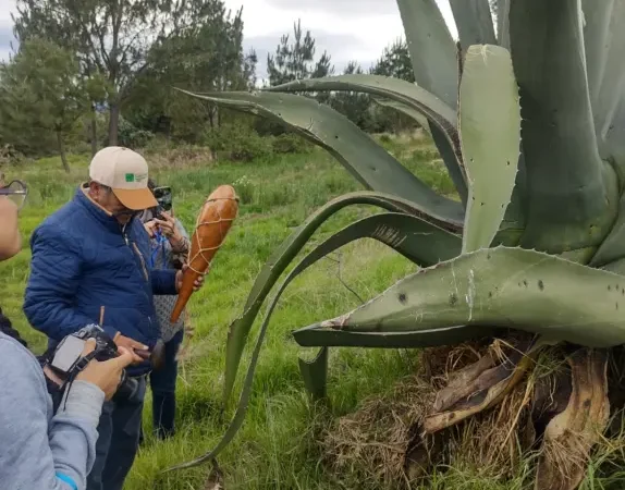 Temporada de Luciérnagas 2025: Conoce cuándo y dónde podrás disfrutar del avistamiento