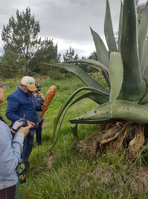 Temporada de Luciérnagas 2025: Conoce cuándo y dónde podrás disfrutar del avistamiento
