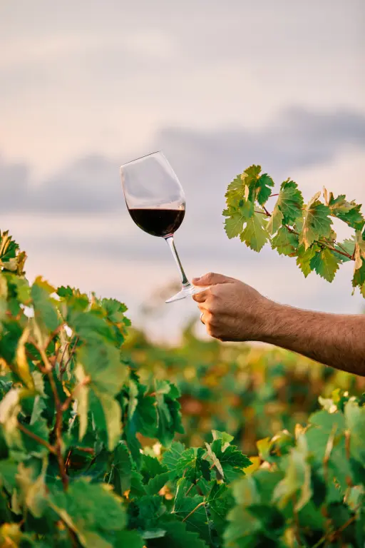 Chile quiere conquistar México con sus vinos de alta gama