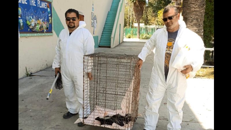 Rescata SIMPATT a cuatro zorrillos en la Preparatoria Lázaro Cárdenas