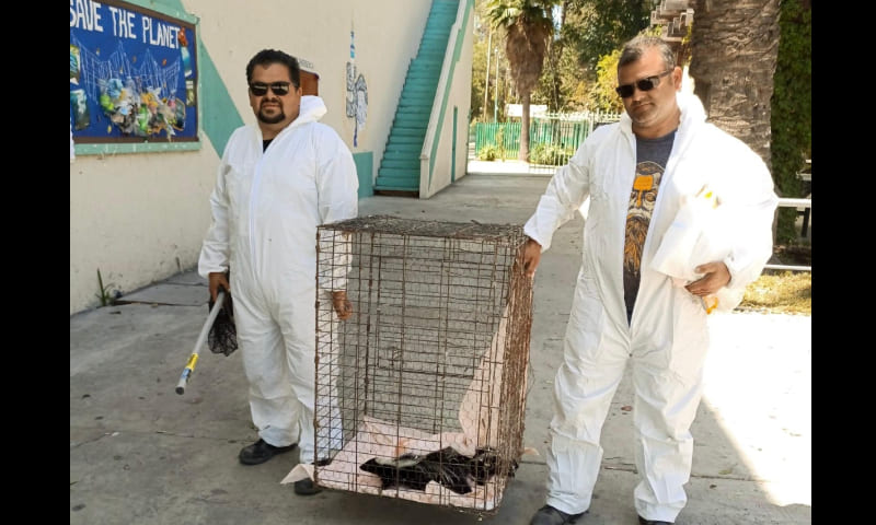 Rescata SIMPATT a cuatro zorrillos en la Preparatoria Lázaro Cárdenas