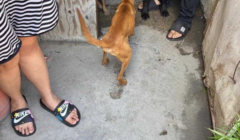 Fiscalía General de Estado actúa en defensa de los animales víctimas de maltrato