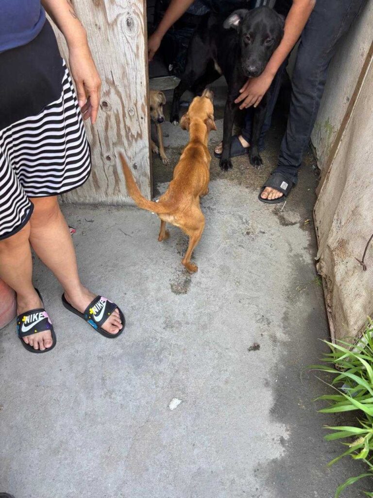 Fiscalía General de Estado actúa en defensa de los animales víctimas de maltrato