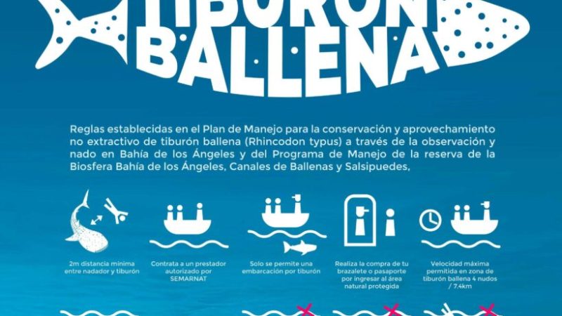 Empieza Temporada de avistamiento de Tiburón Ballena en Bahía de los Ángeles