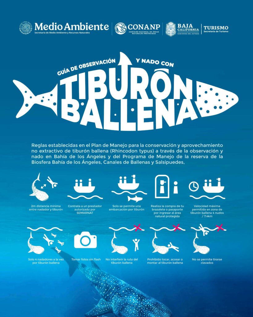 Empieza Temporada de avistamiento de Tiburón Ballena en Bahía de los Ángeles