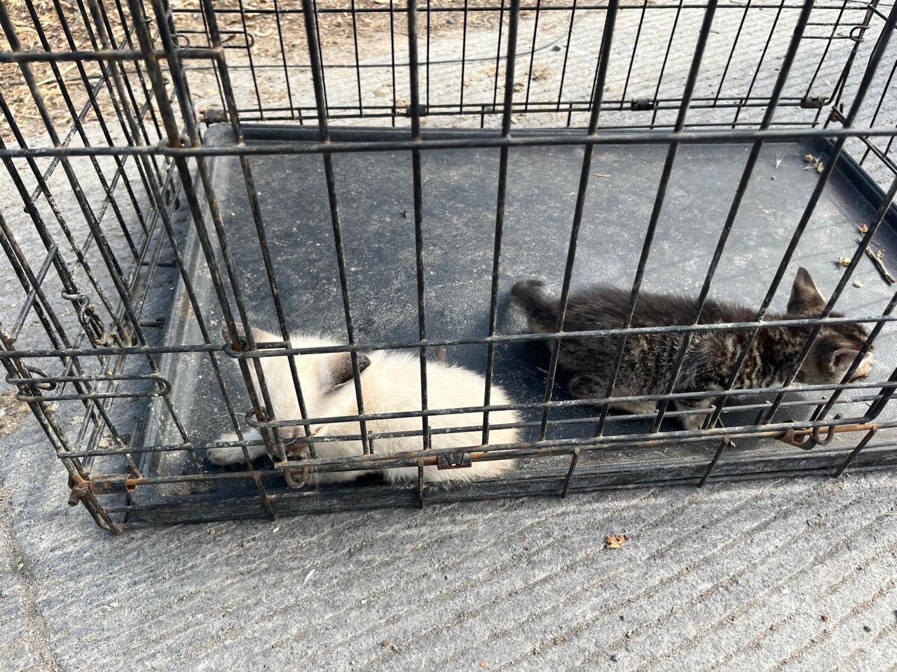 Agencia Estatal de Investigación realiza diligencia por maltrato animal en Playas de Rosarito