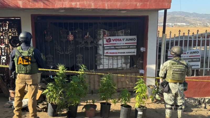 Agencia Estatal de Investigación ejecuta cateo en Tecate y asegura plantas de marihuana