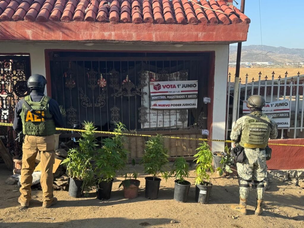 Agencia Estatal de Investigación ejecuta cateo en Tecate y asegura plantas de marihuana