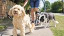 Día del Perro 21 julio: seguros para mascotas ¿cómo funcionan y cubren a tus perrijos?