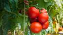 Estados Unidos aplica cuota antidumping de 17.09% a importaciones de tomate mexicano