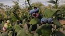 Berries generan derrama de 500 millones de pesos semanales en nómina para jornaleros: Aneberries