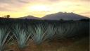 Agroindustria tequilera realiza reforestación en Bosque La Primavera