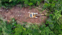 Alistan denuncias contra menonitas por desmonte de miles de hectáreas en la selva