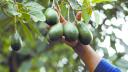 El aguacate mexicano irá al mercado brasileño