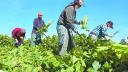 USDA aclara que los trabajadores agrícolas "no tendrán amnistía" ante deportaciones de Trump