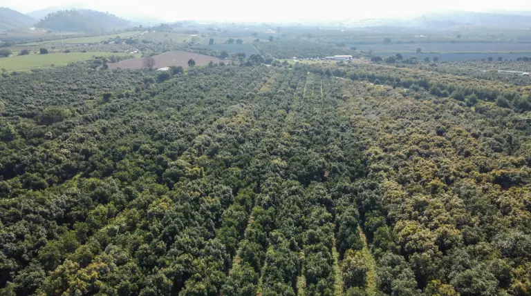 Humpec: El aguacate como activo rentable y confiable