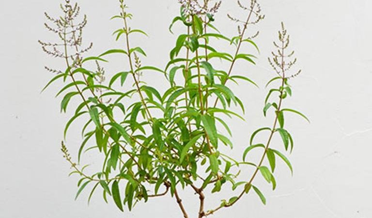 Cedrón: la planta que puedes cultivar en casa, ¿cómo hacerlo y para qué sirve?