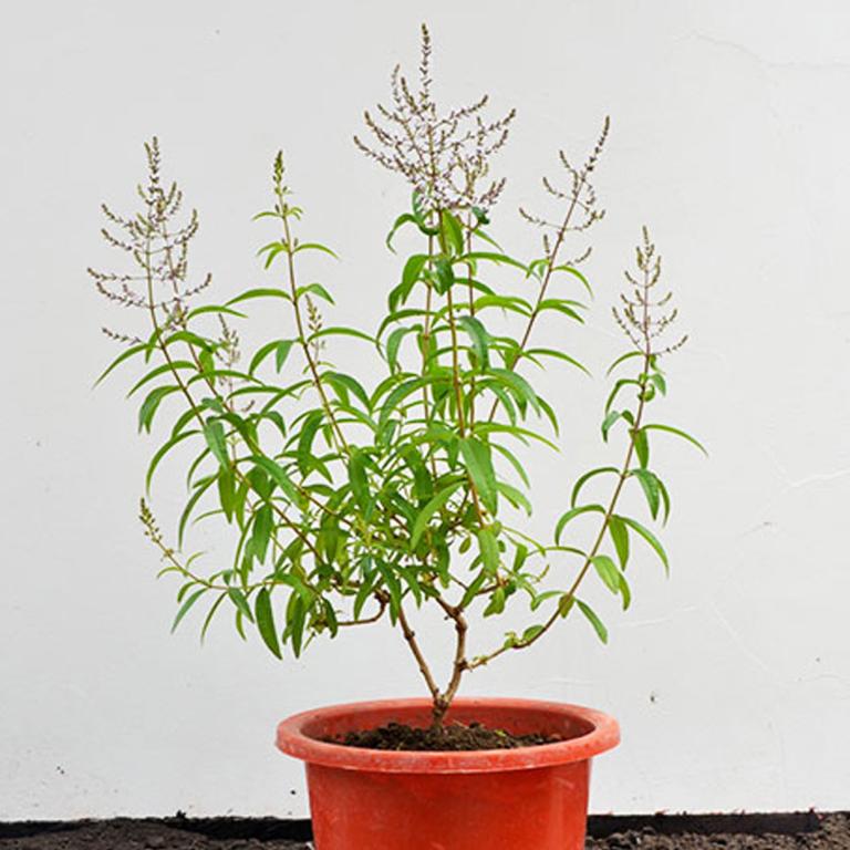 Cedrón: la planta que puedes cultivar en casa, ¿cómo hacerlo y para qué sirve?