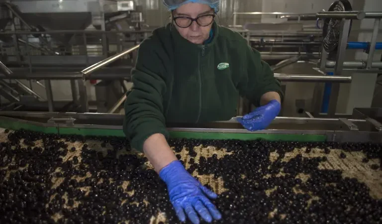 Los exportadores españoles de aceitunas negras sufrirán los nuevos aranceles de Trump