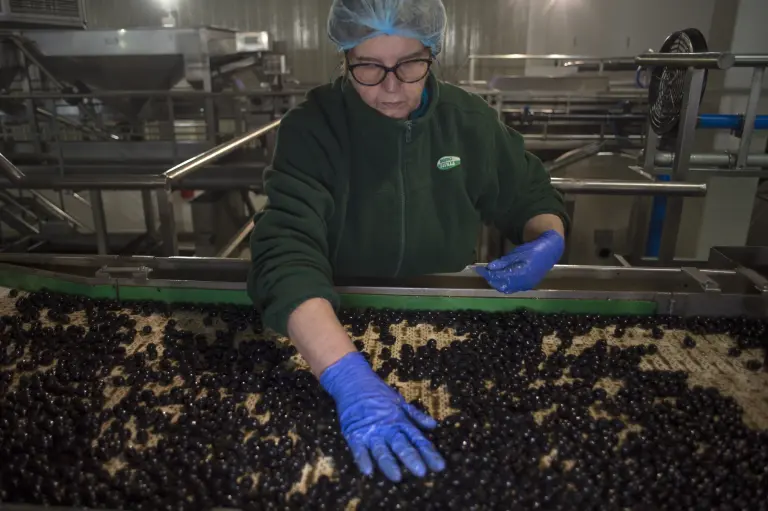 Los exportadores españoles de aceitunas negras sufrirán los nuevos aranceles de Trump