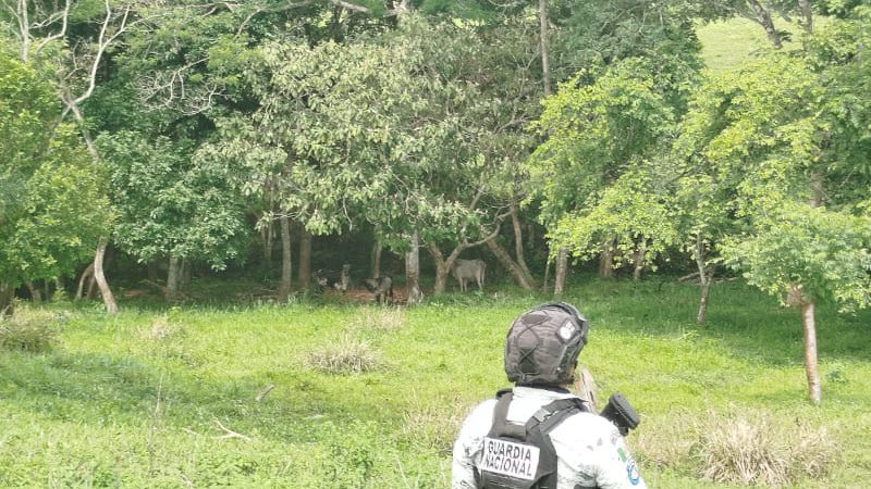Embargan ganado ilegal en operativo federal en Oaxaca