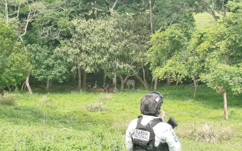 Embargan ganado ilegal en operativo federal en Oaxaca