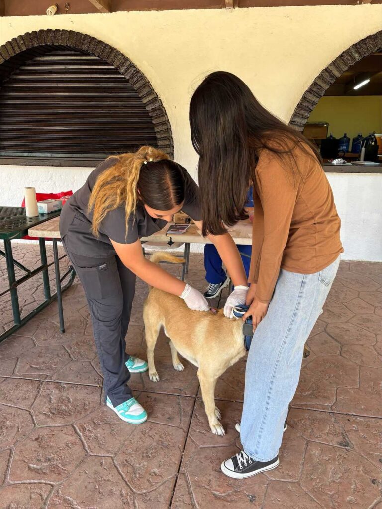 Exitosa Jornada de vacunación para mascotas en el parque Los Encinos